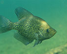 crappie_photo_by _us_fish_and_wildlife_service